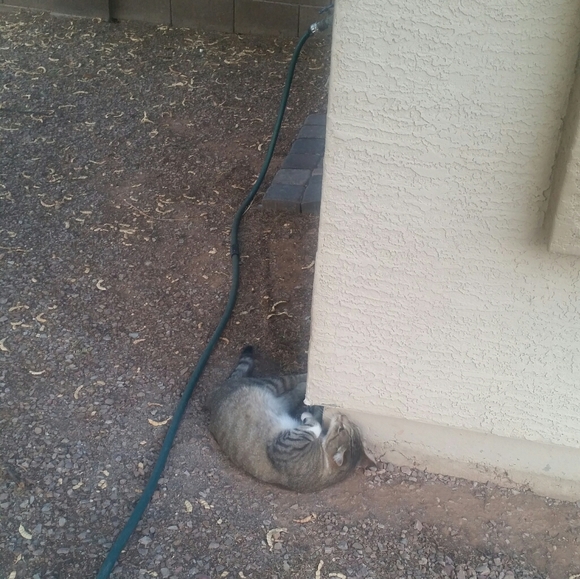 Orig. Art - Commissioned Painting Pumpkin 🎃 Cat - Picture 9 of 11